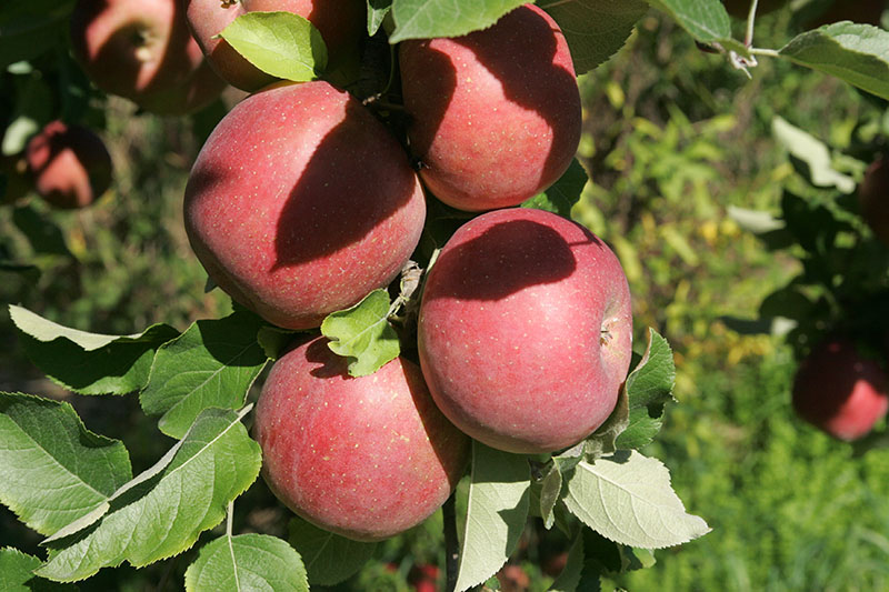 Apples 101 - About Cortland Apples 
